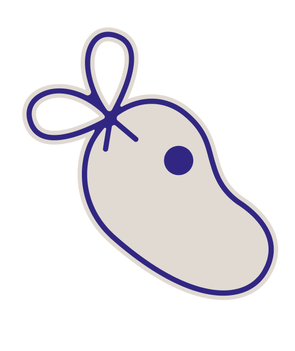 carota
